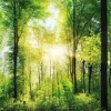 Clearance Jumboposter Bright Summer Forest, Nr. 31 Poster