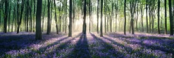 New Jumboposter Enchanted Forest, Nr. 12 Poster