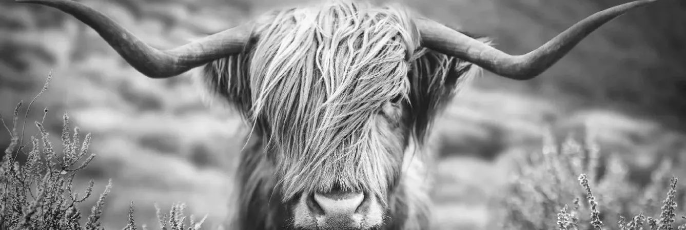 Clearance Jumboposter Highlander Landscape, Nr. 38 Poster|Weihnachtsgeschenke