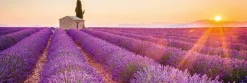 Online Jumboposter Lavender Horizon, Nr. 17 Poster