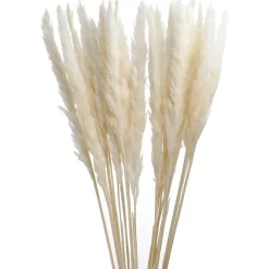 Hot Pampasgras, Creme, 78 Cm Raumdeko Hochzeit|Tischdeko Hochzeit