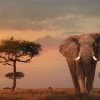 Sale Poster African Wildlife Elephant, Nr. 4 Poster