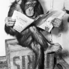 Clearance Poster Ape News, Nr. 159 Poster