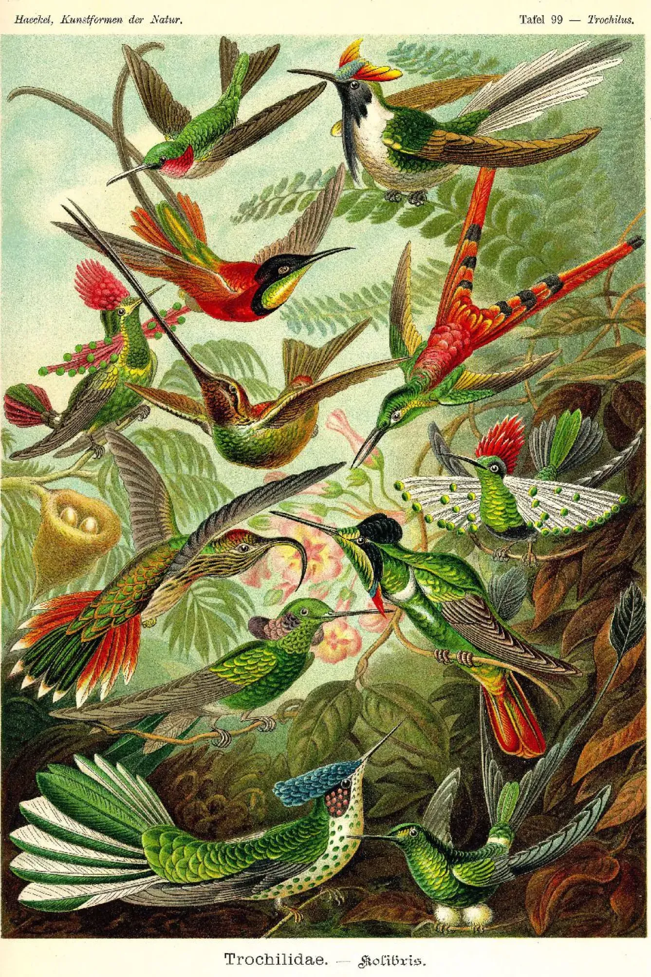Online Poster Beautiful Birds, Nr. 66 Poster