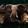 Online Poster Big Five Of Africa, Nr. 219 Poster