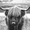 Online Poster Cattle, Nr. 27 Poster