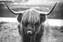 Online Poster Cattle, Nr. 27 Poster