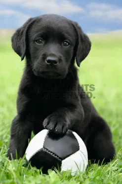 Hot Poster Dog - Labrador Football, Nr. 65 Poster|Weihnachtsgeschenke