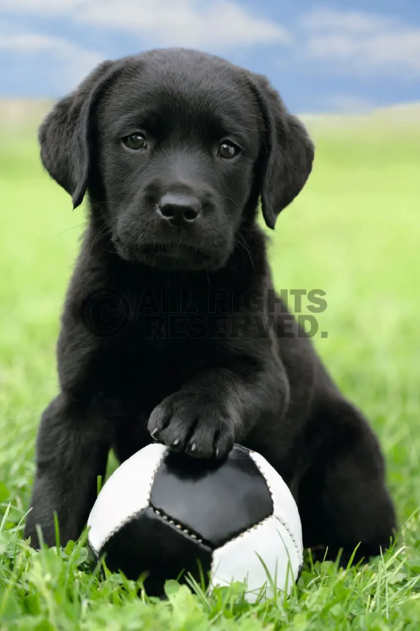 Hot Poster Dog - Labrador Football, Nr. 65 Poster|Weihnachtsgeschenke