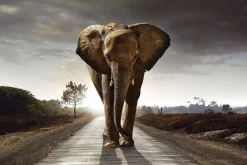 Online Poster Elephant King, Nr. 200 Poster|Weihnachtsgeschenke
