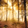 Poster Enlightened Forest, Nr. 187 Poster
