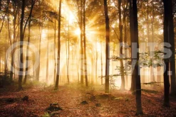 Poster Enlightened Forest, Nr. 187 Poster