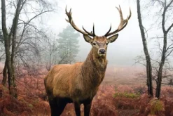 Online Poster Hirsch Im Wald, Nr. 236 Poster