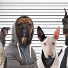 Clearance Poster Most Wanted Dogs, Nr. 232 Poster