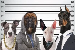 Clearance Poster Most Wanted Dogs, Nr. 232 Poster