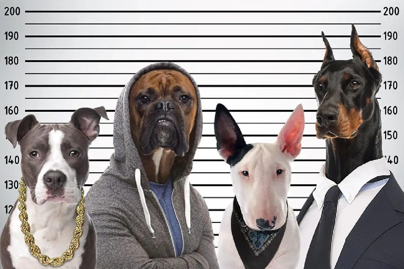 Clearance Poster Most Wanted Dogs, Nr. 232 Poster