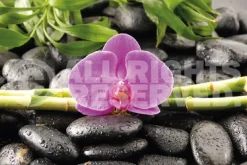 Best Poster Orchidee, Nr. 81 Poster