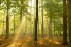 Hot Poster Sunbeam Forest, Nr. 184 Poster