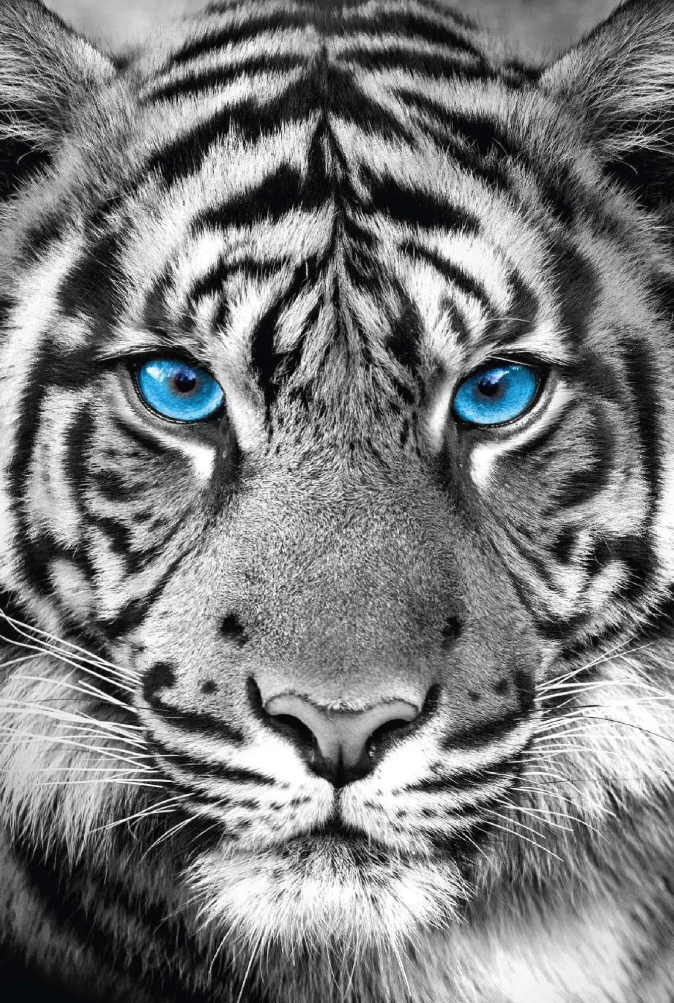 Sale Poster Tiger Blue Eyes, Nr. 48 Poster