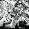 Clearance Poster Tiger Is Watching You, Nr. 137 Poster