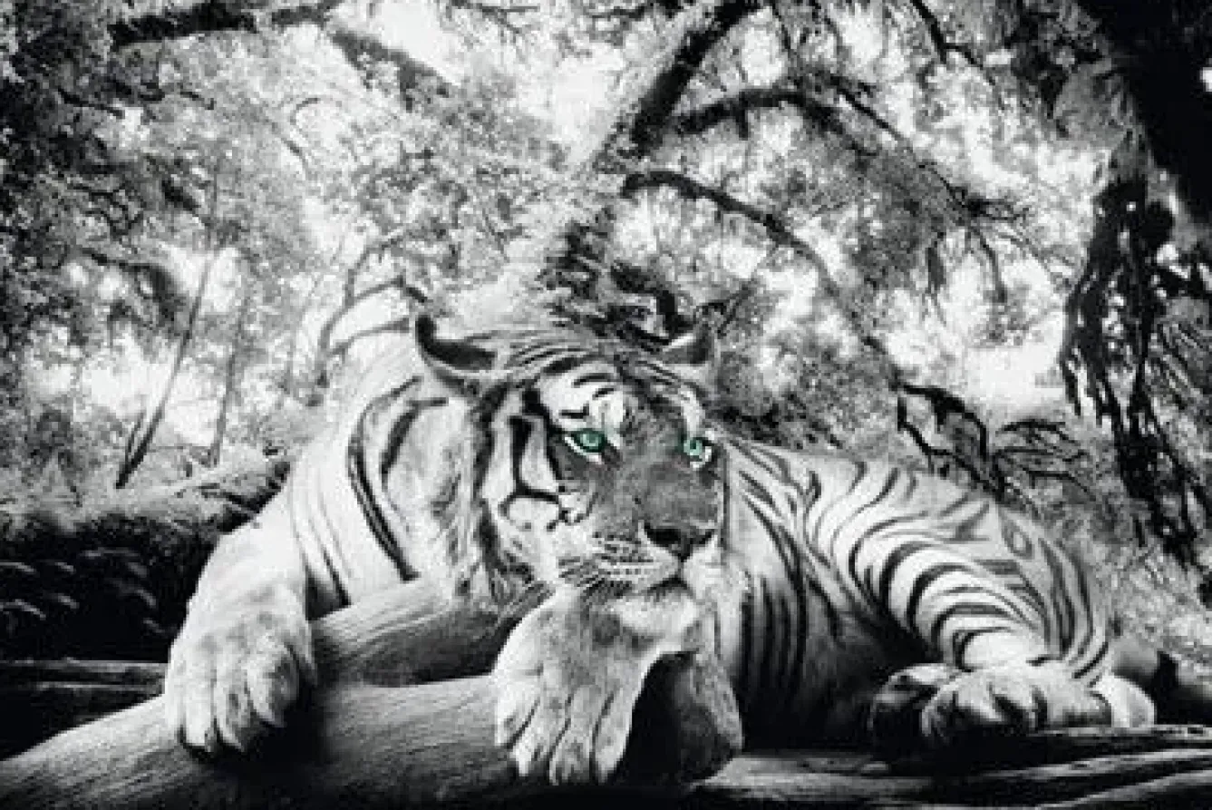 Clearance Poster Tiger Is Watching You, Nr. 137 Poster