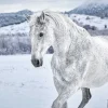 Discount Poster White Horse In Snow, Nr. 169 Poster|Weihnachtsgeschenke