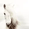 Discount Poster White Horse, Nr. 62 Poster