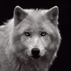 Poster White Wolf - Blue Eyes, Nr. 93 Poster|Weihnachtsgeschenke