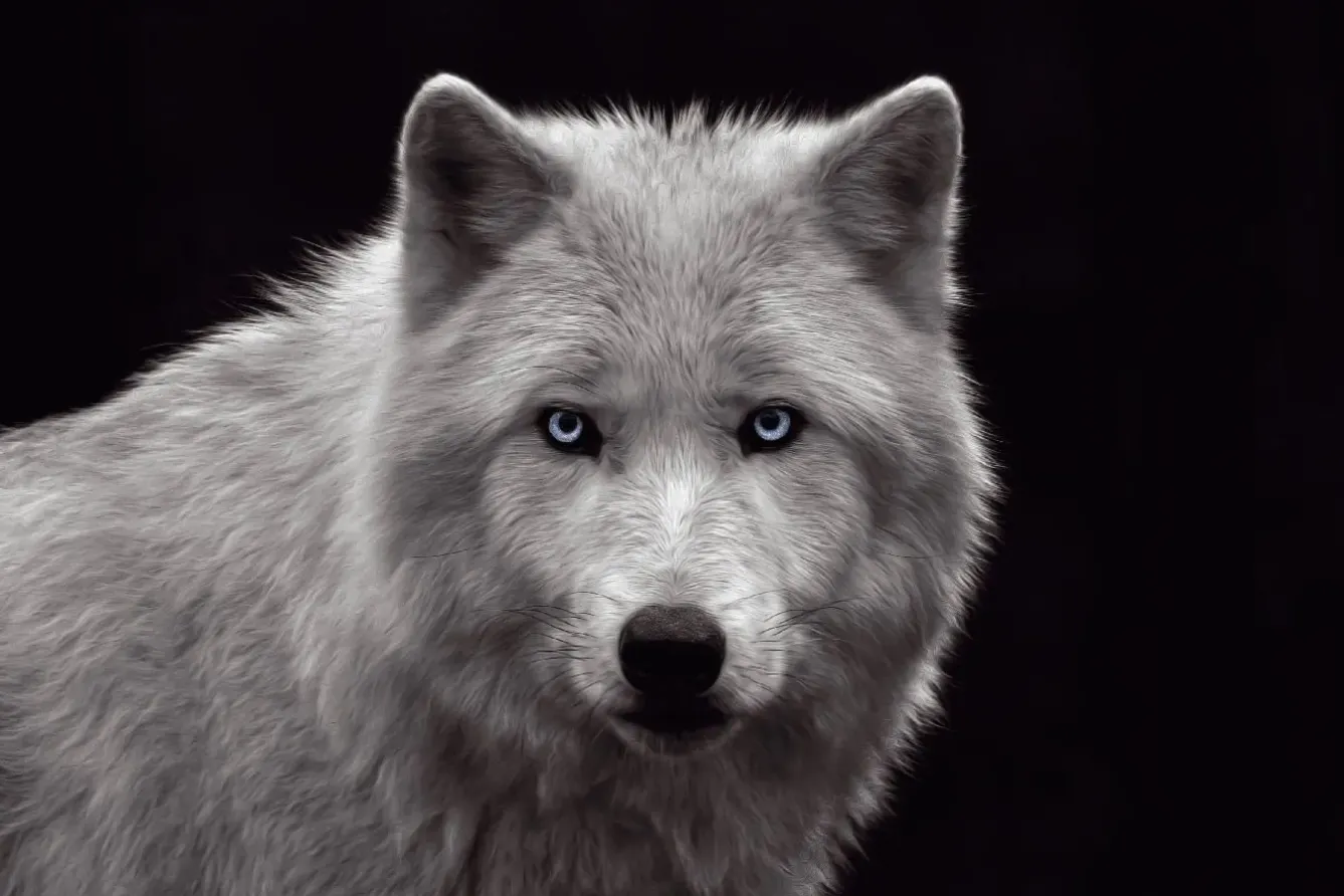 Poster White Wolf - Blue Eyes, Nr. 93 Poster|Weihnachtsgeschenke