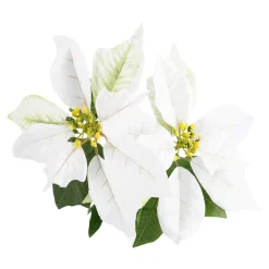 Best Weihnachtsstern 2 Blüten/weiß, 31 Cm Adventskränze & Zubehör|Weihnachtsdeko